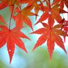 秋の楽しみ