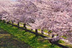 藤原京の桜④