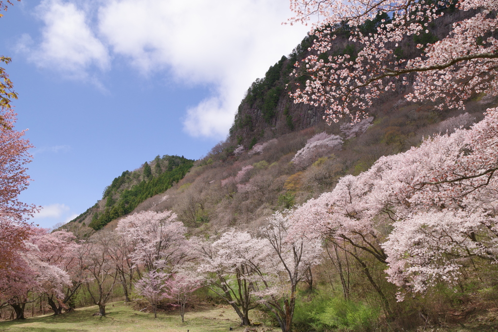 屏風岩と桜⑥