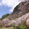 屏風岩と桜⑥