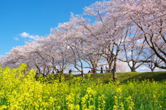 藤原京の桜⑤