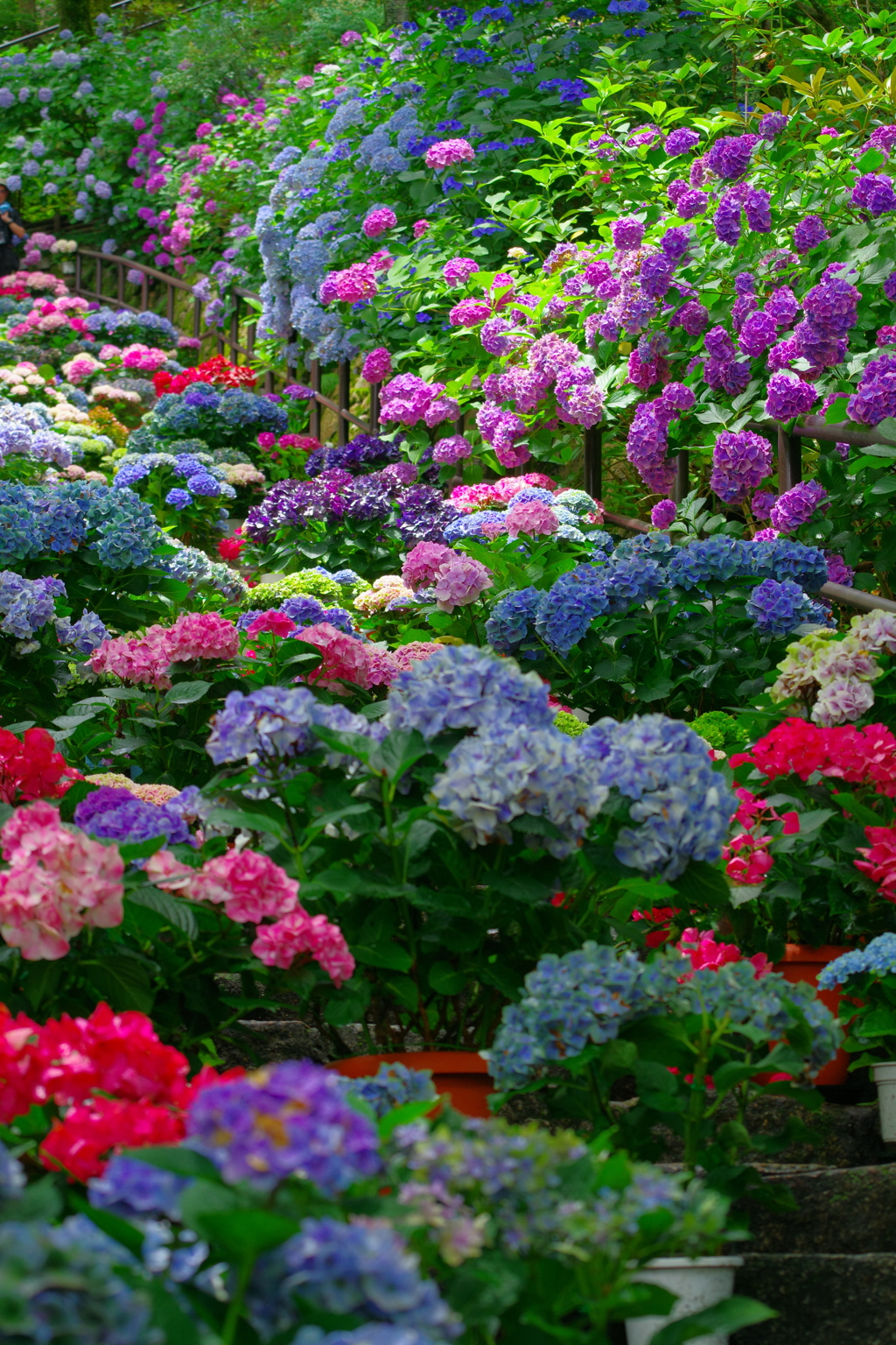 長谷の紫陽花④