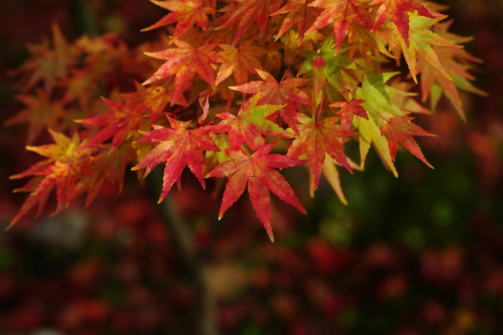 當麻寺の紅葉②