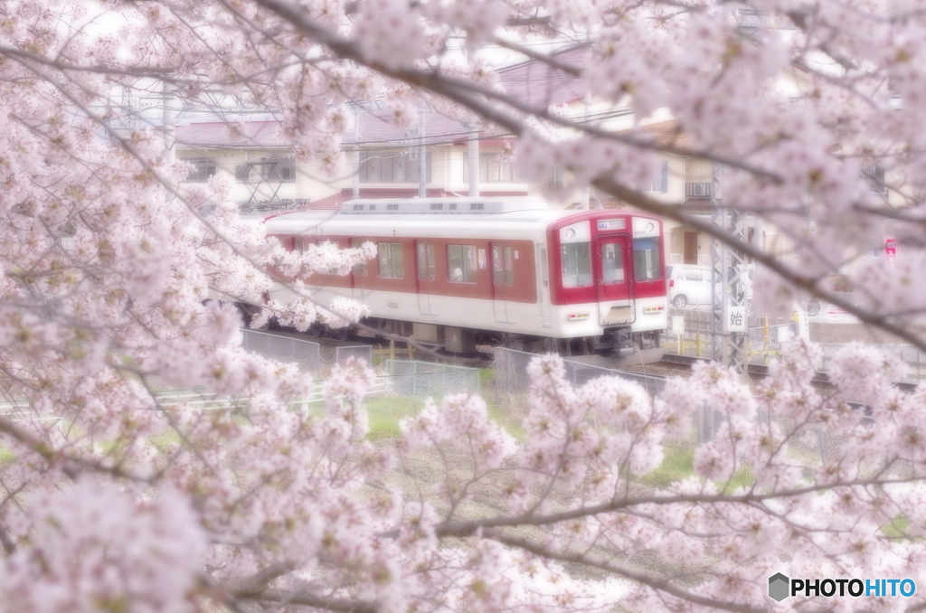 桜撮り鉄①