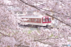 桜撮り鉄①