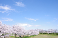 藤原宮跡　桜と空