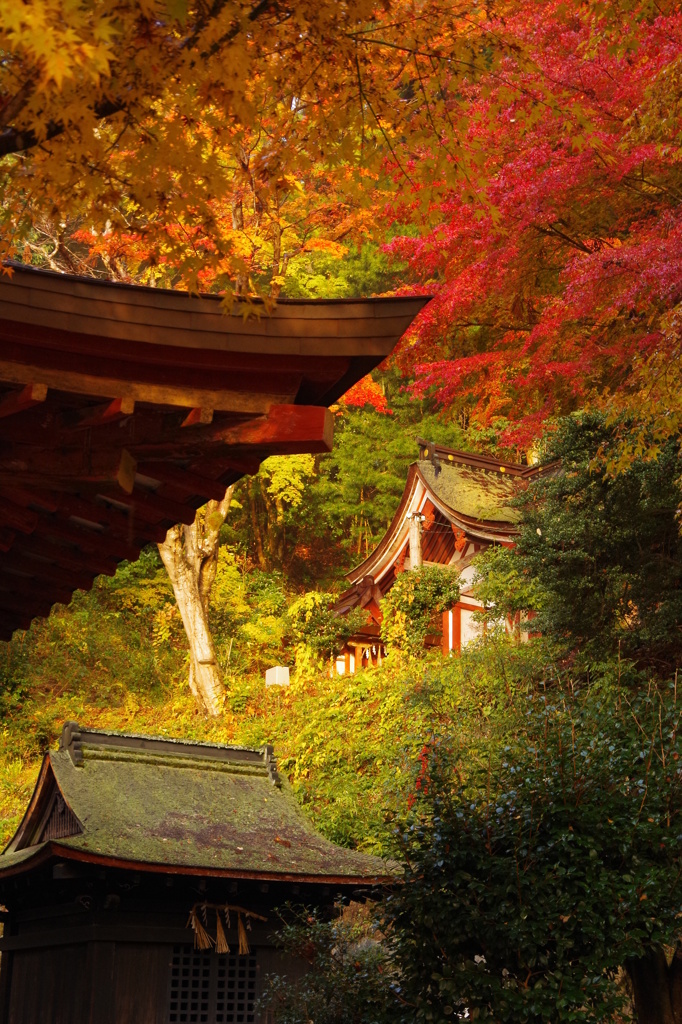 談山神社　～スポットライト～