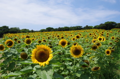 淡路島花さじき　向日葵畑