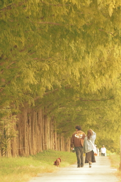 セコイア並木③　