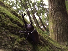 カブトムシの森