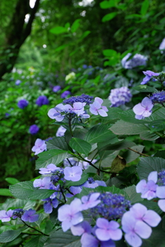 長谷寺の紫陽花②