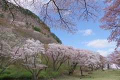 屏風岩と桜⑤