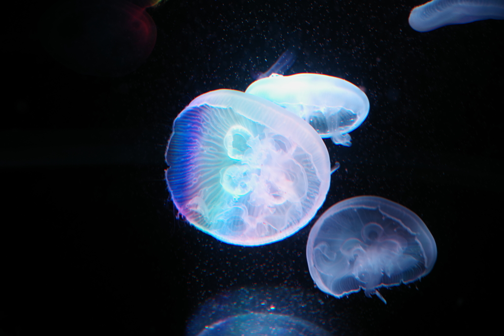 京都水族館３