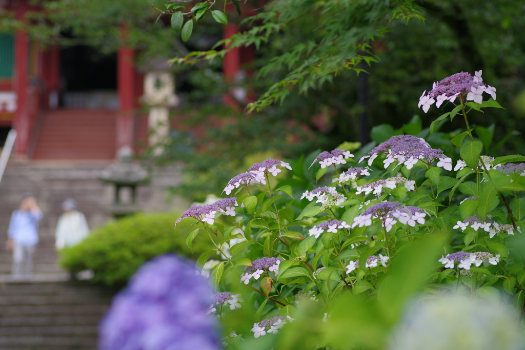 矢田寺の紫陽花⑨