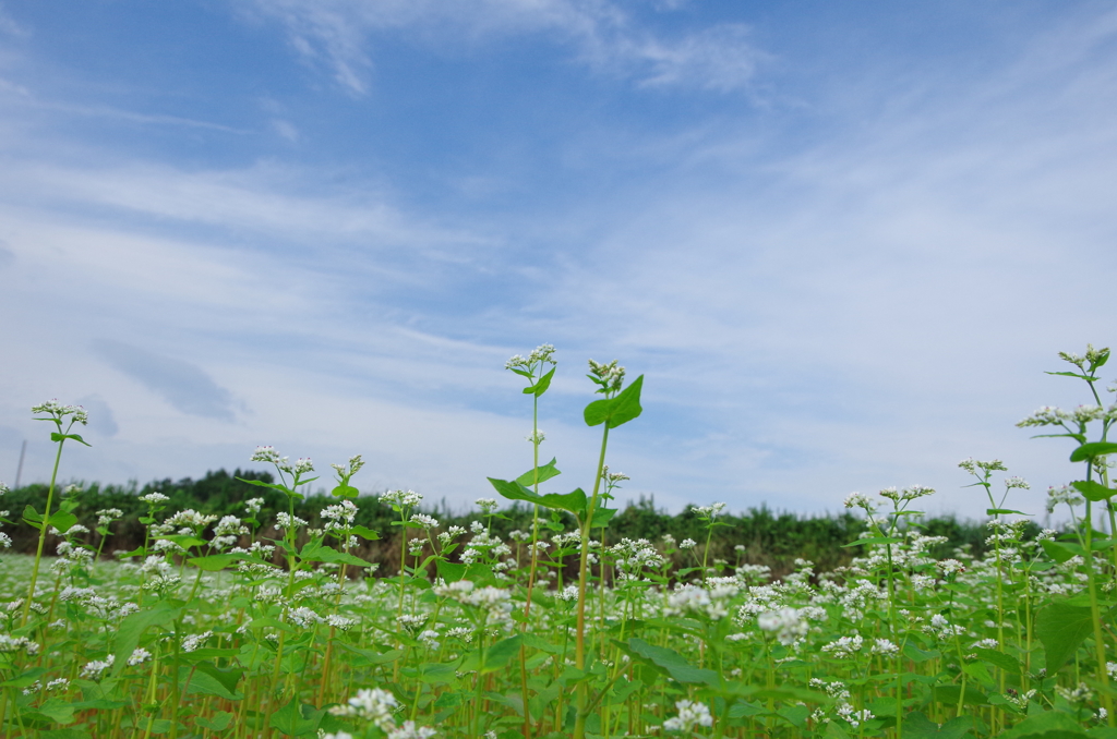 蕎麦の花と青空①