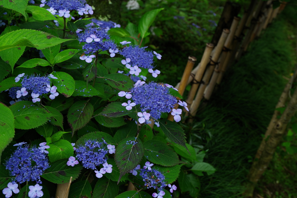 矢田寺の紫陽花③
