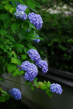 矢田寺の紫陽花⑧