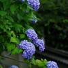 矢田寺の紫陽花⑧