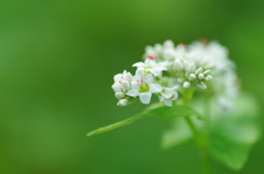 蕎麦の花