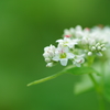 蕎麦の花