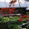 當麻寺の紅葉