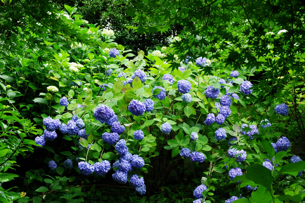 矢田寺の紫陽花②