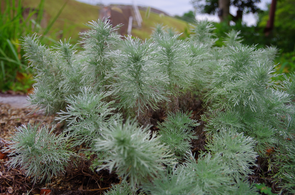 ミニチュアの森