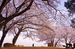 2014　さくら　～桜の丘～　