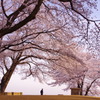 2014　さくら　～桜の丘～　