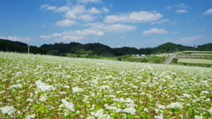 蕎麦畑①