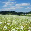 蕎麦畑①