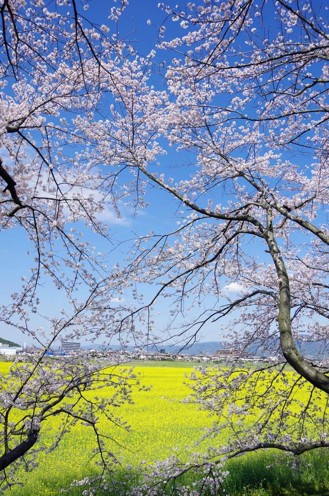 藤原宮跡　桜と菜の花　③