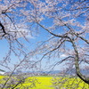 藤原宮跡　桜と菜の花　③