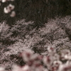 屏風岩と桜⑧