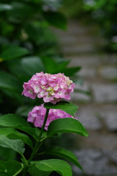 矢田寺の紫陽花⑥