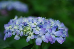 矢田寺の紫陽花①