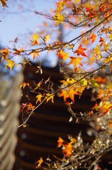 談山神社・紅葉2015②　