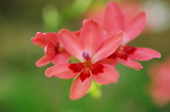 ？？？何の花？