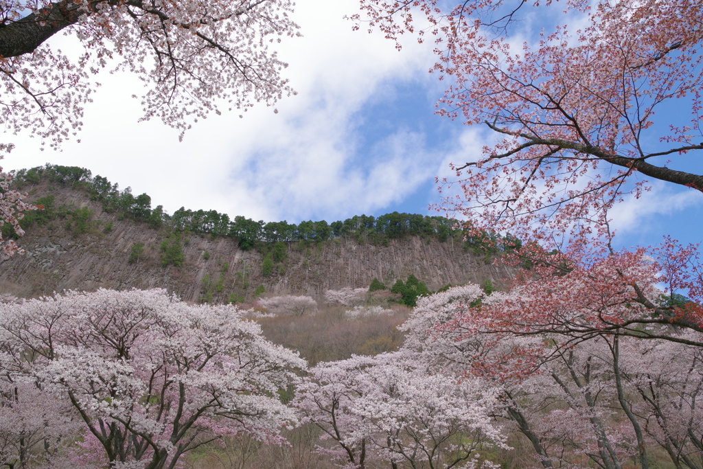 屏風岩と桜②