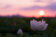 蓮と夕陽と二上山