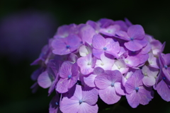 久米寺の紫陽花－3