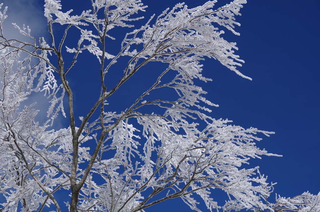 ～WHITE　＆　BLUE～