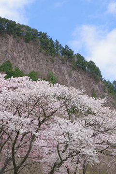 屏風岩と桜③