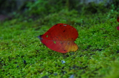 落ち葉