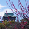 大阪城と梅