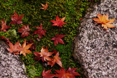 當麻寺の紅葉⑤