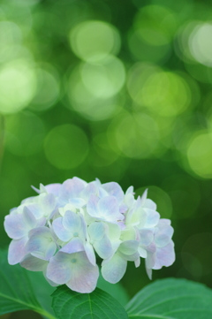 久米寺の紫陽花－1