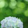 久米寺の紫陽花－1
