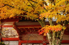 談山神社　～黄もみじ～