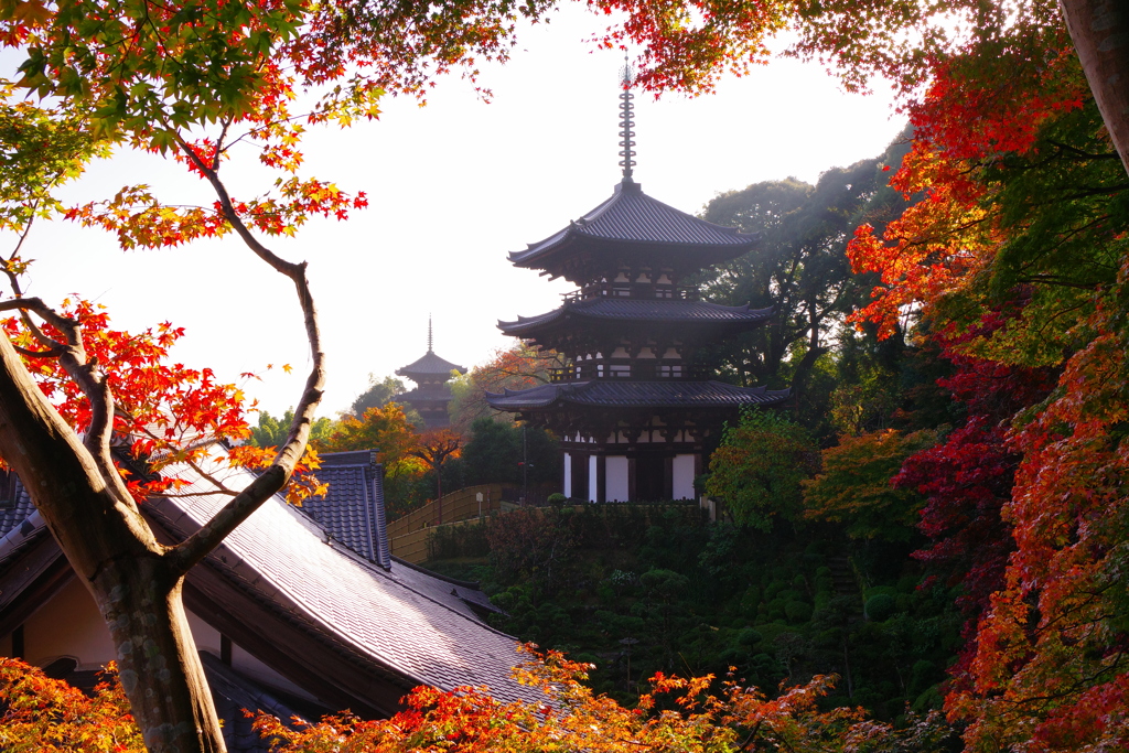 當麻寺の紅葉１